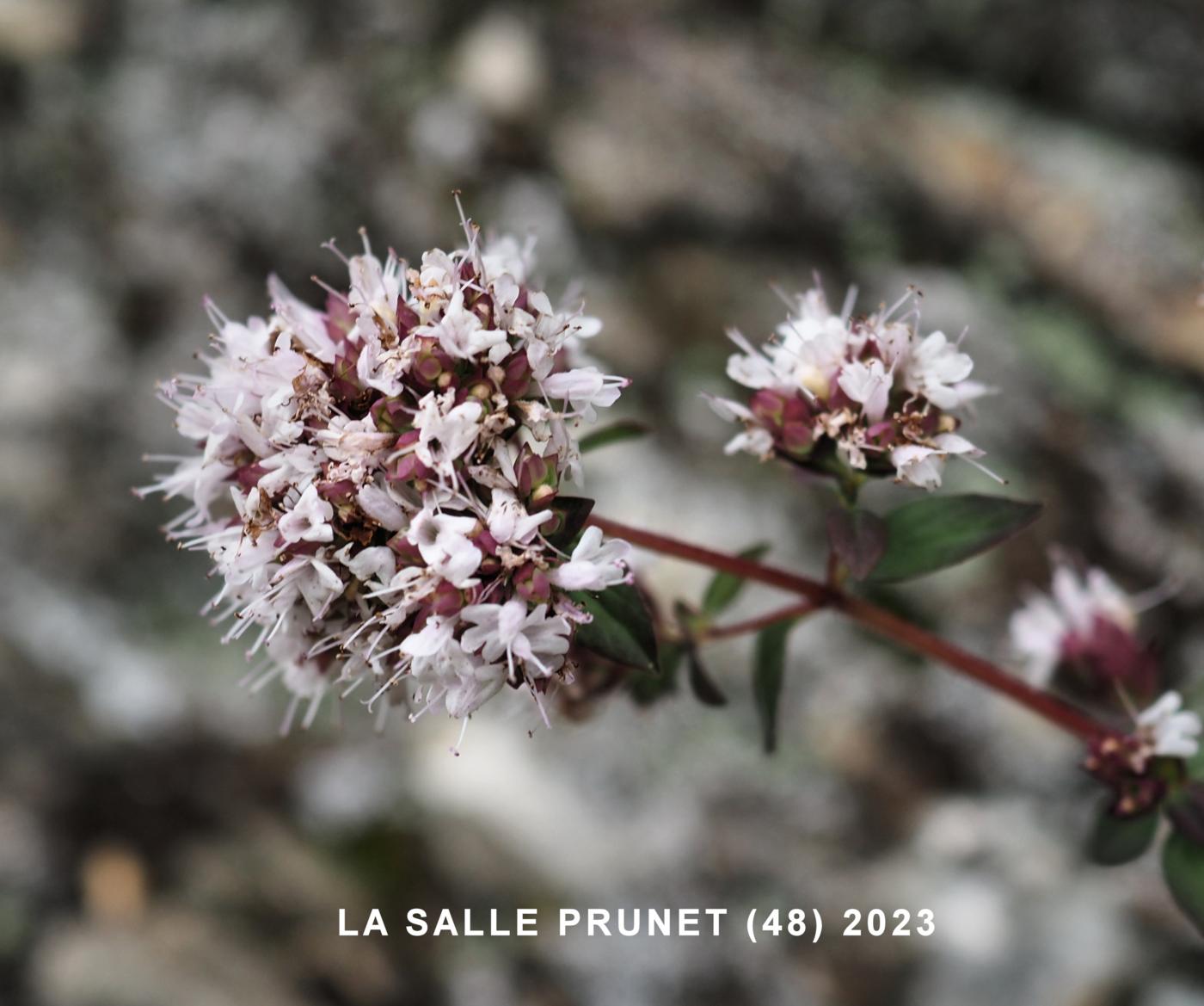 Marjoram flower